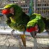 Military Macaw Parrots - $2,000 (Charlotte)