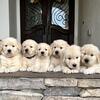 Golden Retriever puppies
