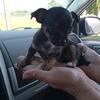 Chihuahua puppy