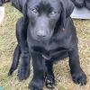 MALE AKC BLACK LAB PUPPIES