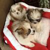 For Sale Pom Shi Puppies 