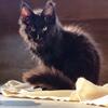 Maine coon kittens black/reds