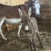 Veterinarian Bred Registered Miniature Donkey Jennet