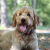 Scout—2 year old Goldendoodle 