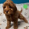Australian Labradoodle Puppy Carmel