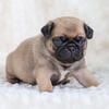  Pug Mike Male