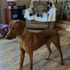 German Pinscher 