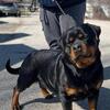 Duke Ridge Rotties Rottweiler puppies