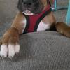 Boxer puppy for rehoming