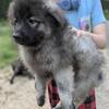 Beautiful AKC male pup