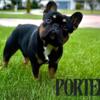 Black and Tan French Bulldog STUD ONLY