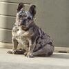 AKC FRENCH BULLDOG PUPPIES