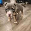 American Bully Puppy - AJ last one