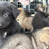 8 Pure German Shepherd Puppies - Black/ White & Black/ Brown! BEAUTIFUL PUPS!