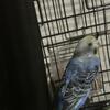 $15 EACH (Budgies)