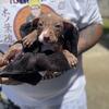 Rednose & Redboy-Jocko American Pit Bull Terrier Mix Puppies