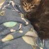 MAINE COON KITTENS text 980-616-0077