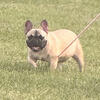 French bulldog 
