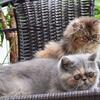 FEMALES EXOTIC SHORTHAIR AND LONGHAIR