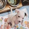 Rat terrierJack russell  puppies 