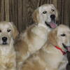Golden Retriever Puppies  AKC Males READY NOW