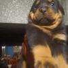 Huge Rottweiler Puppies