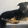 Male German Shepherd 1.5 years old