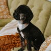 AKC Phantom Abstract Mini Poodle **stud only**