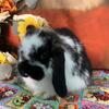 Holland lop bunny