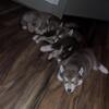 5 Siberian Husky Puppies 