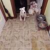 The Lion''s Den Kennel''s. American Pitbull, King of the Jungle. 804-659-8352