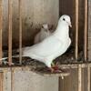White pigeon
