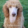 AKC Red Standard Poodle Puppies 