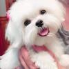 Striking And Healthy Female Maltese For Sell