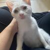 Kitten 12 week old flame point Siamese female Clearwater florida 