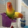 8 month old Fischer lovebird pair