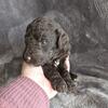 AKC STANDARD POODLE, BROWN MALE