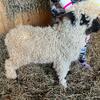 VSR F3 Blueberry - Valais Blacknose Sheep