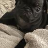 Baby Pugs Chesapeake Virginia 