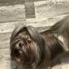 * not for sale * shih Tzu stud 