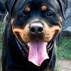 AKC Champion Bloodline Rottweiler puppies for sale