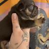 French bulldog puppies