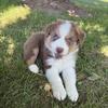 AKC Australian Shepherds 
