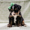 Mini Bernedoodle Enzo Male