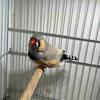 English zebra finch