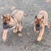 German Shepherd Puppies