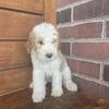 F1B Bernedoodle Puppies 7656350868