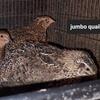 Jumbo coturnix and button quail chicks and adults born hudson mi