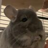 2 bonded female chinchillas
