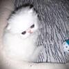 RUDOLPH -- PRECIOUS PURE WHITE PERSIAN KITTY WILL MAKE YOUR HOLIDAYS EVEN SWEETER!